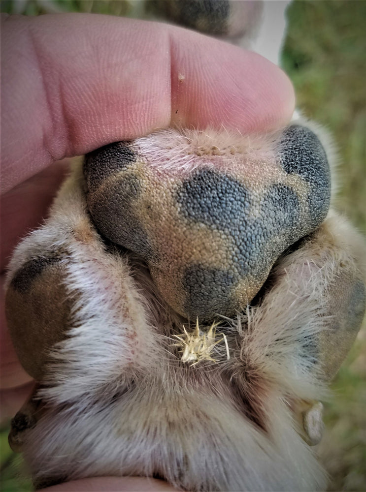 remove-sticker-burrs-for-pets-with-this-tool